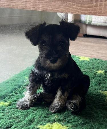 Image 9 of ALL GONE Miniature Schnauzer Pups KC REGISTERED