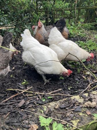 Image 6 of Various rare breed hens from £4