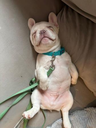 Image 5 of 12 Week old lilac cream French bulldog boy