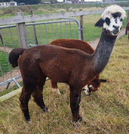 Image 6 of MALE ALPACAS TOP QUALITY BAS AVAILABLE FOR THEIR SERVICES