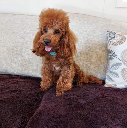 Image 2 of Red toy poodle for stud not for sale