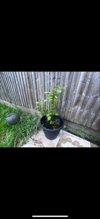 Image 2 of Organic apple tree for sale, hand made from seed.