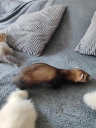 Image 4 of Ferrets and polecats 8 Weeks Old