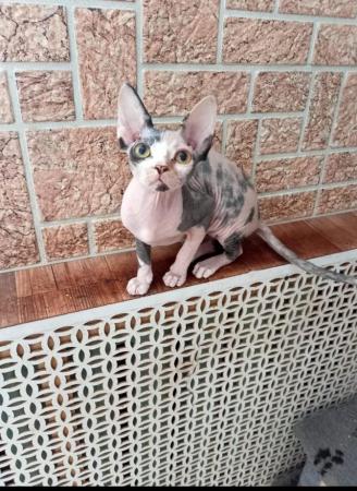 Image 4 of Sell beautiful and kind girl Sphynx .