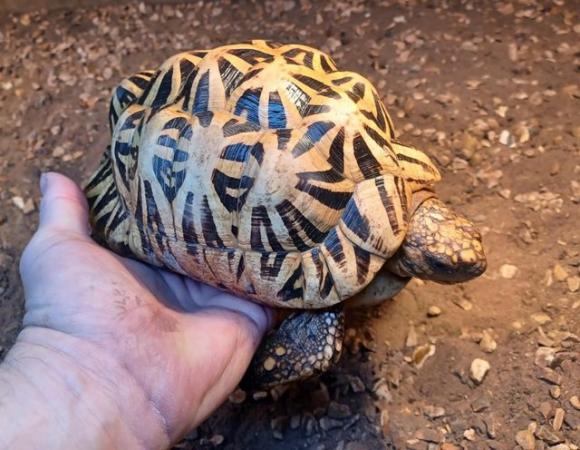 Image 10 of INDIAN STAR TORTOISE MALE cb 2012 in the UK