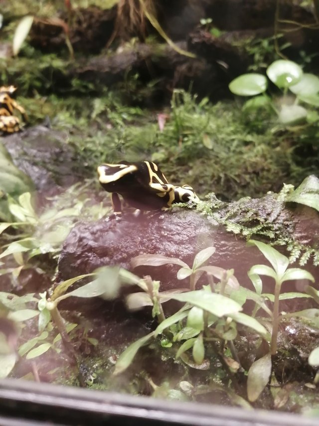 Preview of the first image of leucomelas bumblebee dart frog.