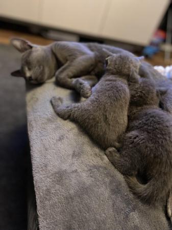 Image 8 of Gorgeous Russian blue kittens *2 LEFT available now