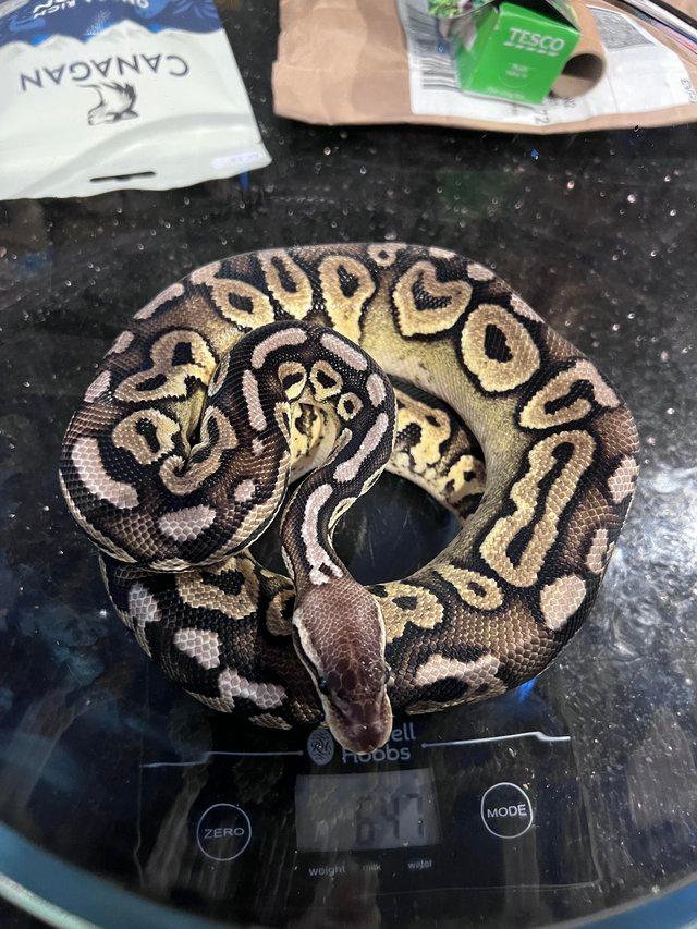 Preview of the first image of Multipleball pythons for sale.