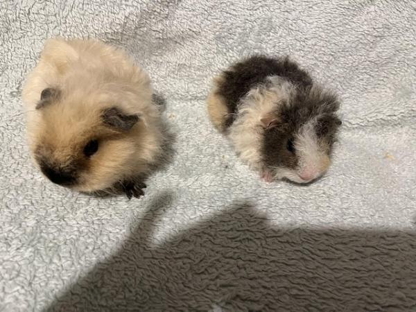 Image 10 of Male Guinea pigs for sale