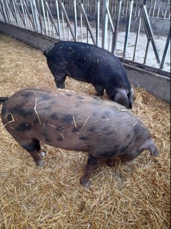 Image 3 of Large black and Oxford Sandy & Black female pigs