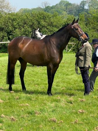 Image 1 of Thoroughbred Mare 16h For Sale