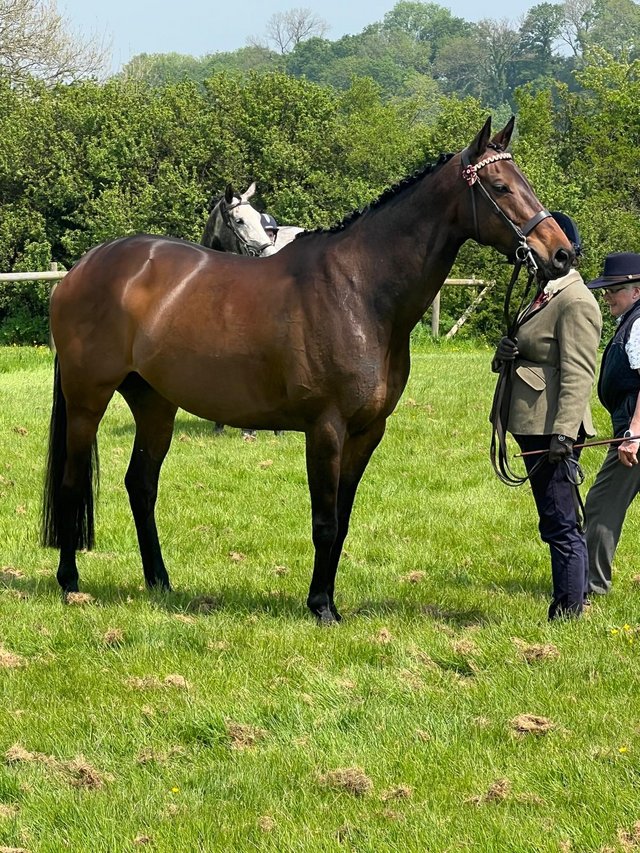 Preview of the first image of Thoroughbred Mare 16h For Sale.