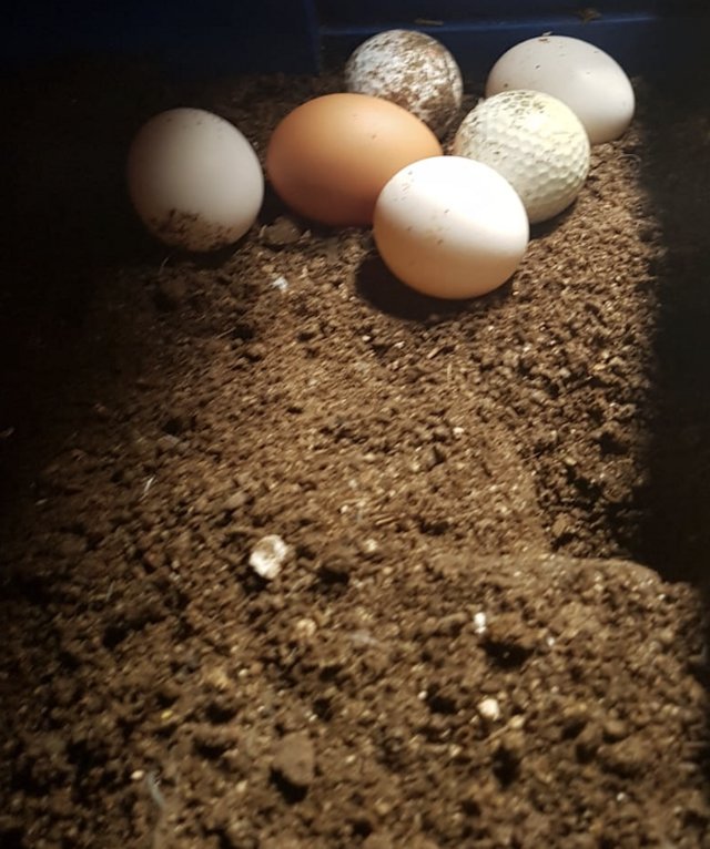 Preview of the first image of White leghorns hatching / fertile eggs.