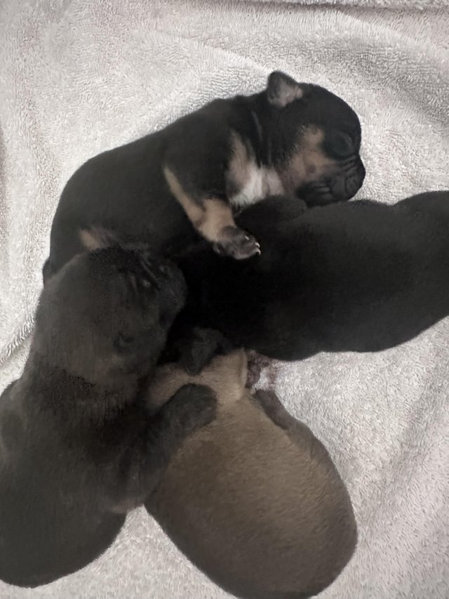 Preview of the first image of Female French bulldog x DDB puppy.