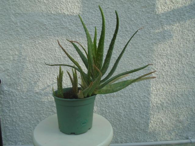 Preview of the first image of Aloe vera plant in grey/green pot.