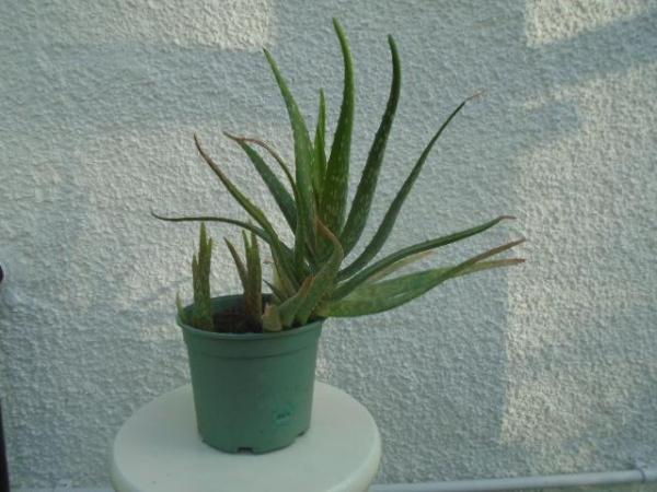 Image 1 of Aloe vera plant in grey/green pot