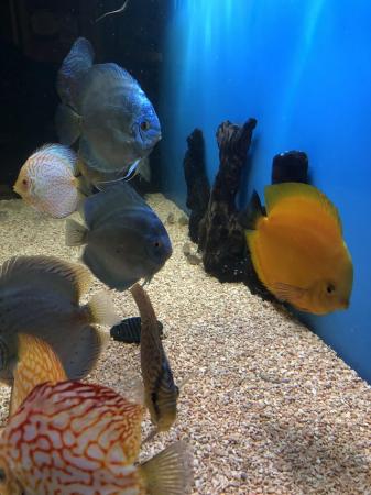 Image 4 of 12 Chens Discus for sale