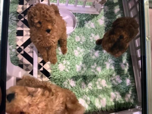 Image 2 of KC registered toy poodle puppies for sale