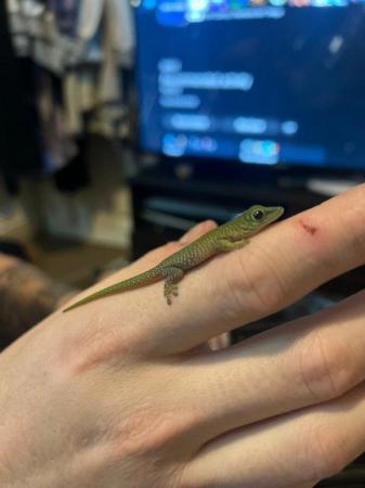 Image 3 of Giant day gecko babies, multiple available