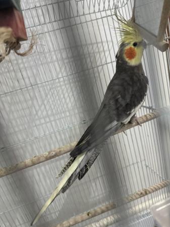 Image 4 of Male cockatiel with large  cage
