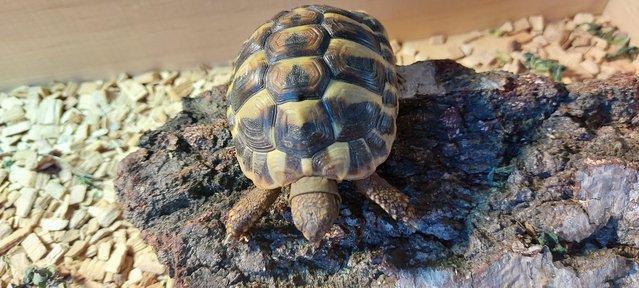 Image 2 of Three year old Herman Tortoises (£150 each no offers)