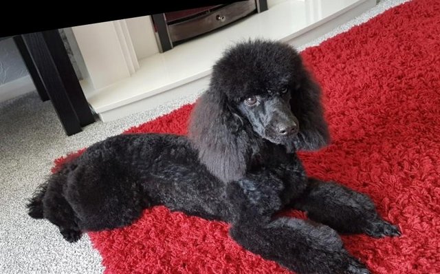 Image 2 of Now reduceed £1000 Ready now 4 kc reg miniature poodles