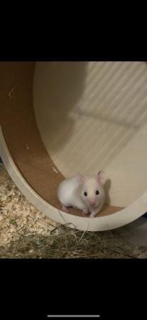Image 5 of Gorgeous male hamster with cage