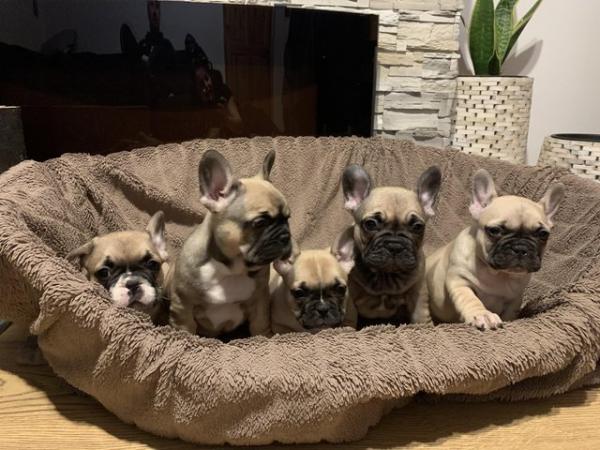 Image 10 of French Bulldogs puppies