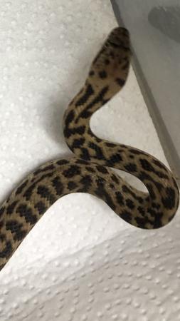 Image 2 of Granite Spotted Python for sale cb 23