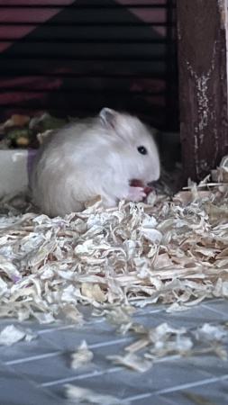 Image 3 of 5 weeks old dwarf hamster