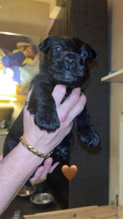 Image 11 of 5 beautiful kc registered Scottish terrier puppies