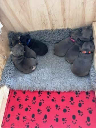 Image 4 of Adorable KC Reg French Bulldog Puppies!