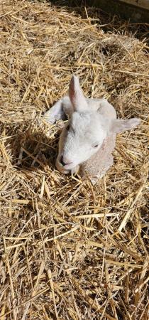 Image 2 of Cade lambs texel cross male and female