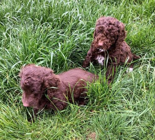 Image 9 of F1b SHOW TYPE COCKAPOO GIRLS FROM 5* LICENCED BREEDER.