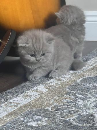 Image 2 of Exceptional litter of British Shorthair Kittens