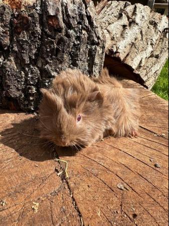 Image 11 of 4 x  Pretty long haired female guinea pigs.