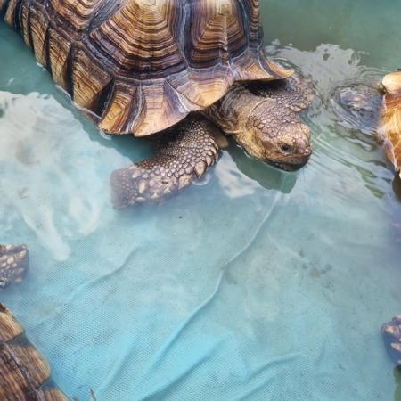 Image 1 of Very large sulcata tortoise