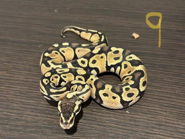 Image 10 of Hatchling Ball Python / Royal Python