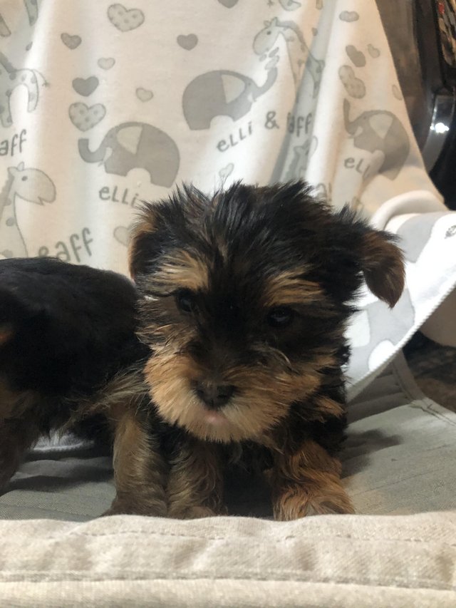 Preview of the first image of Yorkshire terrier puppies.
