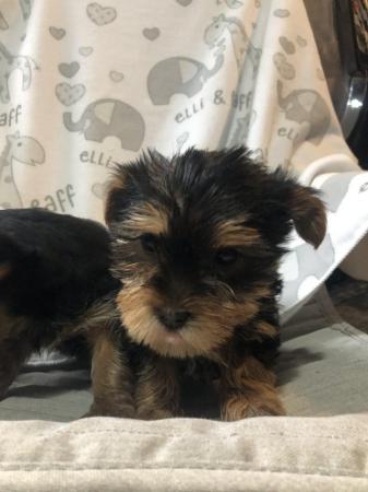 Image 1 of Yorkshire terrier puppies