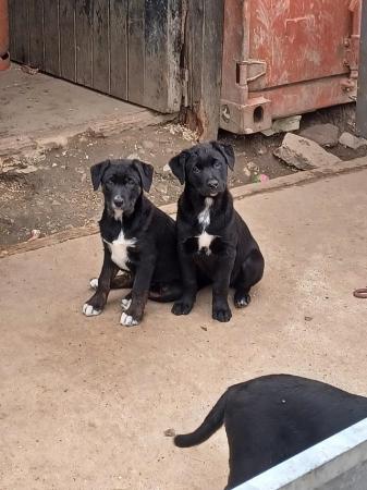 Image 10 of border collie cross rottweiler puppies