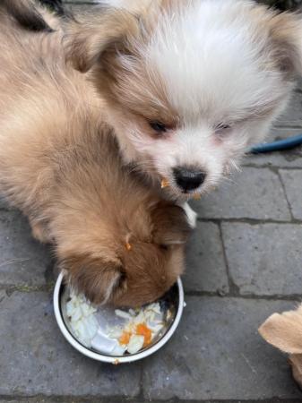 Image 5 of 10 week old pomchi puppies