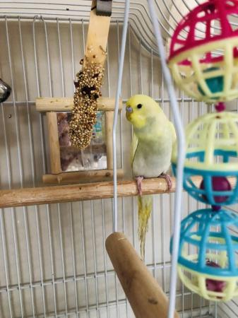 Image 3 of 3 month old Yellow Budgie