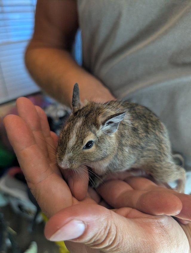 Lovely Degus male and female available — Pets & Animals in Chelmsford