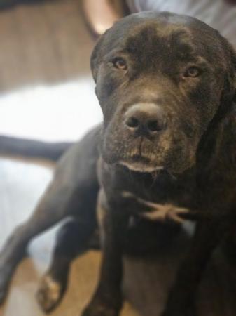 Image 1 of 1 year cane corso cross mastiff , looking for a good home