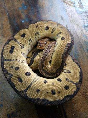 Image 2 of Red Stripe Clown 1.0 Male Ball Python