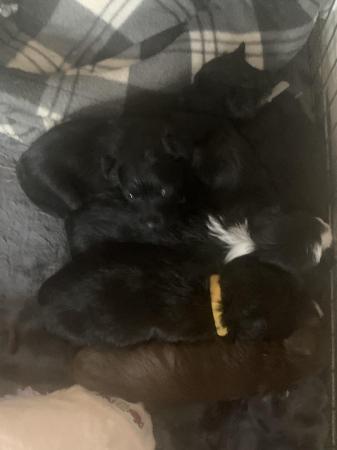 Image 9 of 2 beautiful mini xoloitzcuintli mix puppies still available