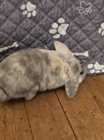 Image 6 of 6 Month Old Male Rabbit Mo