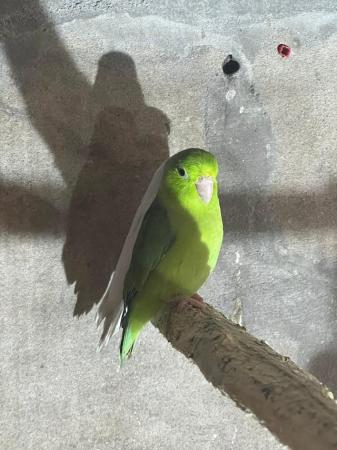 Image 2 of Parrotlets for sale in different colors