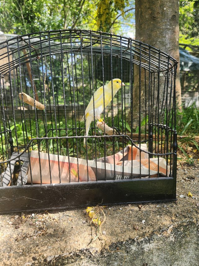 Scotch fancy canary hens — photo 4 of 4